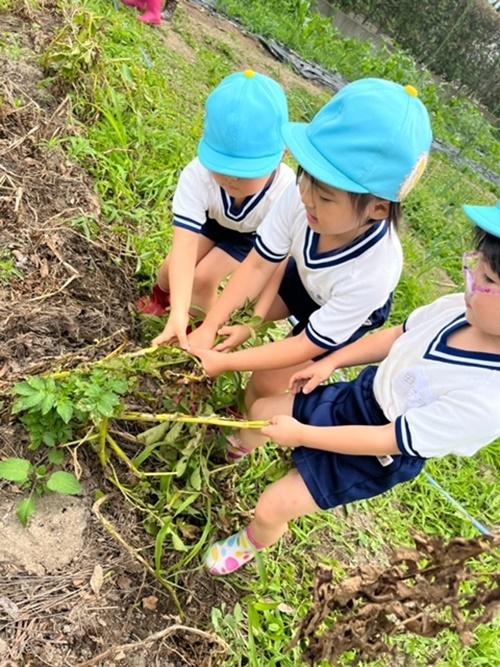 R4幼稚園の畑でじゃがいも掘り　