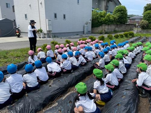 令和4年度　年長さんが薩摩芋の苗を植えました　